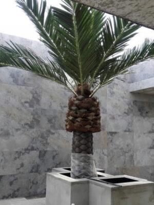 2346-1_kamenna-dyha-south-grey-z-bridlice-sedej-farby Bridlica South Grey 244 cm x 122 cm x 2 mm - kamenná dyha