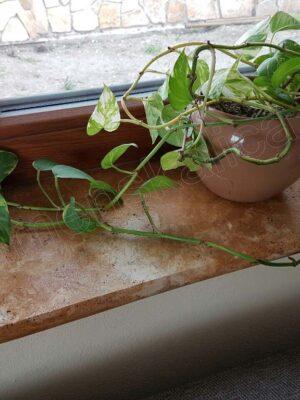 553-3_travertinovy-bazenovy-lem Bazénový lem travertín Gold 80 x 25 x 3 cm